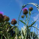 Het blauwe entreehek van de museumtuin