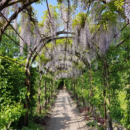 Een bloeiende Blauwe regen in de museumtuin
