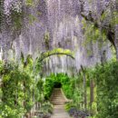 Een bloeiende Wisteria in de museumtuin
