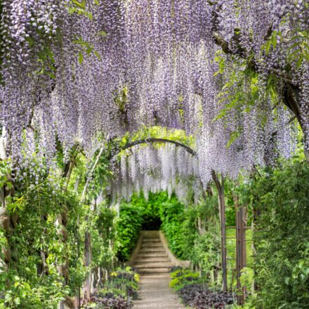 Een bloeiende Wisteria in de museumtuin