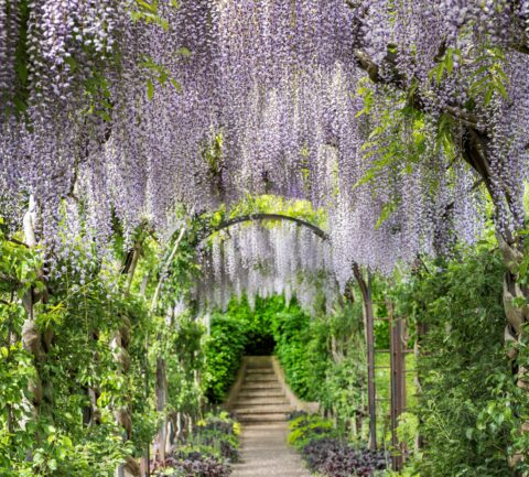 Een bloeiende Wisteria in de museumtuin