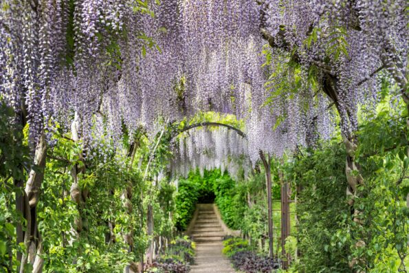 Een bloeiende Wisteria in de museumtuin
